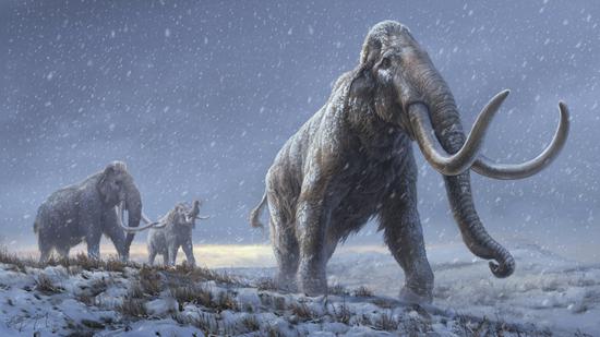 Specimens of steppe mammoths provide important insights into giant Ice Age mammals