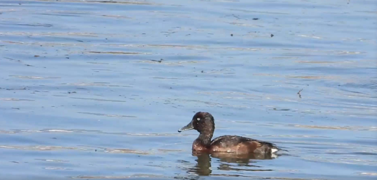 A critically endangered Baer's pochard duck spotted in the wetlands of southwest China's Yunnan Province. (A screenshot from Xinhua)