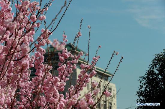Scenery of cherry blossoms at Wuhan University