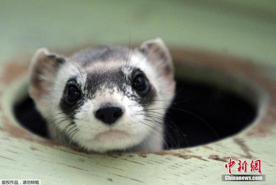 Endangered black-footed ferret cloned for the first time