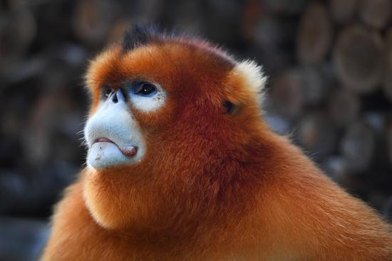 Face recognition tech for golden monkeys under development
