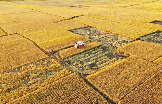 Aerial photo taken on Oct. 18, 2020 shows harvesters operating in rice fields at Jiangzhuang Village of Luanzhou City in North China's Hebei province. (Photo/Xinhua）