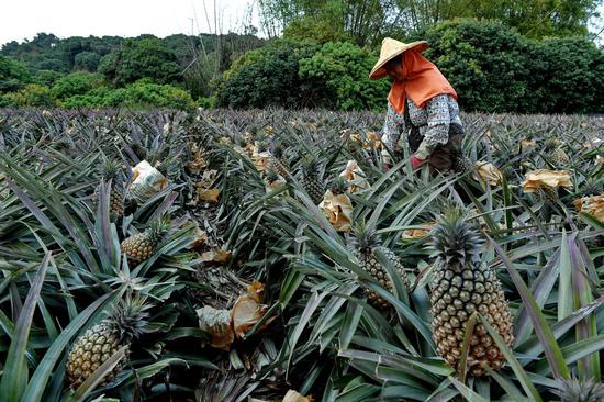 A farmer harvests pineapples in Dashu District of Kaohsiung, southeast China's Taiwan, on March 13, 2019. (Xinhua/Zhang Guojun)
