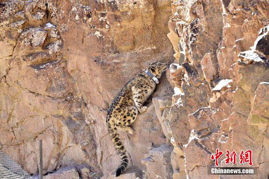 A snow leopard with a GPS collar was captured in Yanchiwan National Nature Reserve in Subei County, Jiuquan City, Gansu Province. (Photo provided to China News Service)
