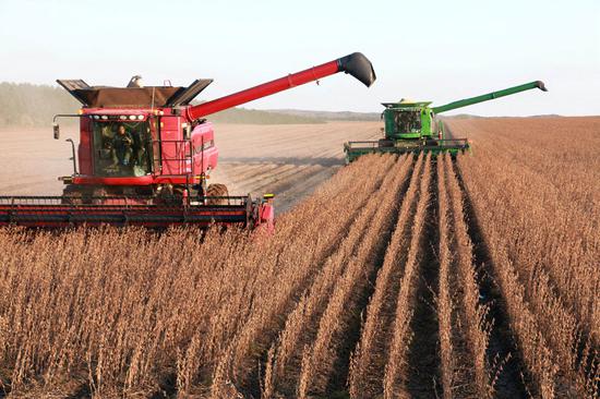 Soybeans are harvested in Heilongjiang province.  (Photo/Xinhua)