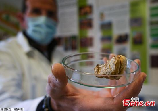 White truffles successfully cultivated in France
