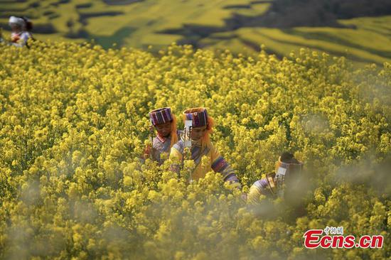 Blooming canola flower attracts tourists in Yunnan