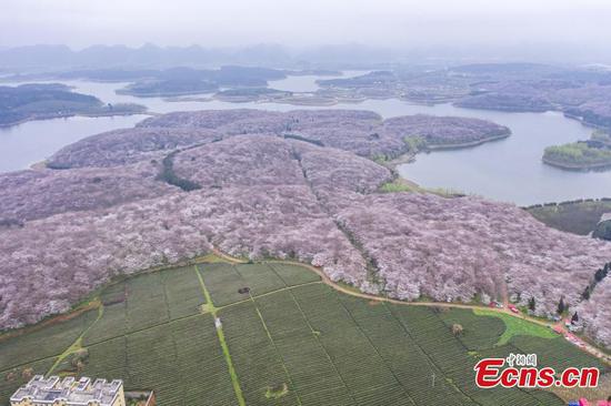 Embrace spring with cherry blossoms in Guizhou