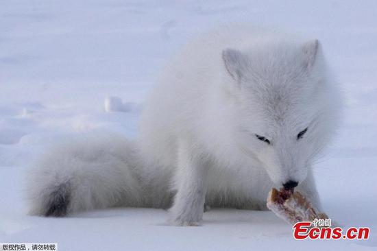 Wild animals suffer from hunger due to extreme weather