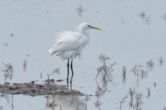 A Chinese egret roosts at a wetland park in Qingdao, Shandong province, in June. (Photo by Wang Haibin/For China Daily)