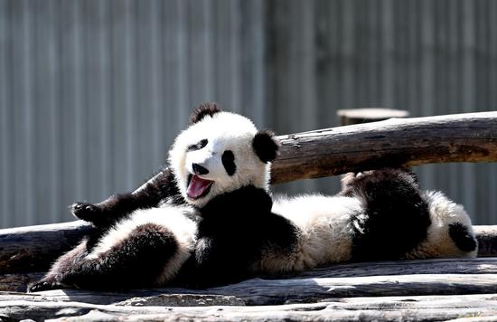 Giant panda cubs enjoy spring day