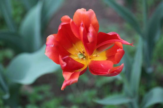 Rare twin tulips appear in Nanjing