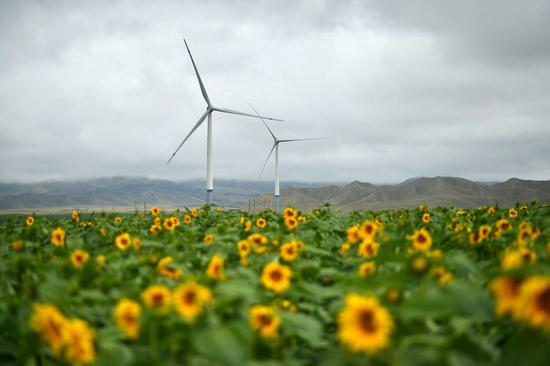 Photo taken on Aug. 13, 2019 shows wind turbines amid blooming sunflowers in Sitan Township of Jingtai County in Baiyin, northwest China's Gansu Province. (Xinhua/Nie Jianjiang)