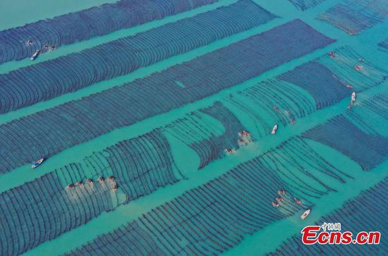 E China's Rongcheng begins to harvest Kelp