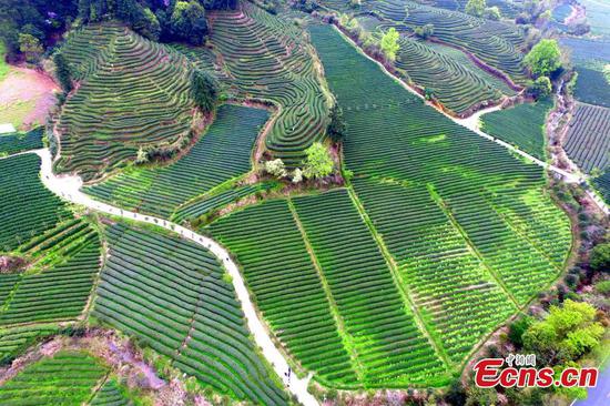 Ecological tea plantation in Fujian
