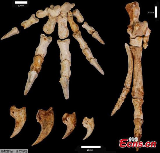 Fossil of extinct tree-climbing kangaroo found in Australia