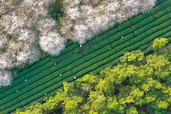 Spring scenery at cherry blossom garden in Anhui