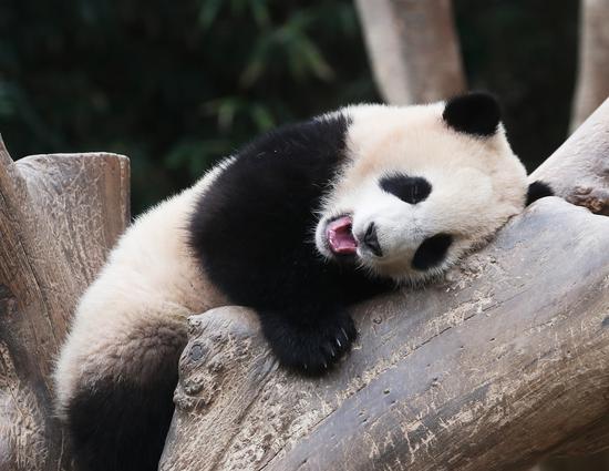 Giant panda Ai Bao enjoys afternoon leisure time in S Korea