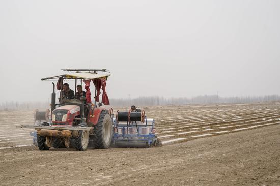 Farmers sow cotton in Kashgar's Yarkant county, Xinjiang Uygur autonomous region, in March. (Photo/XINHUA)
