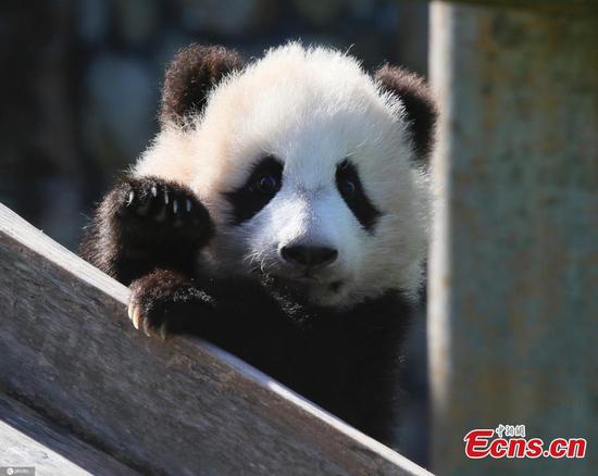 Panda cub in Japan enjoys sunbath