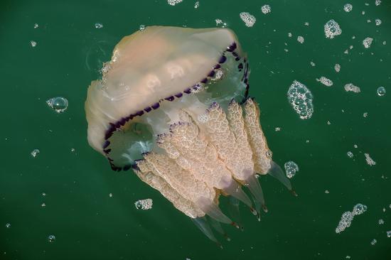 Giant swarm of jellyfish invades Italian port