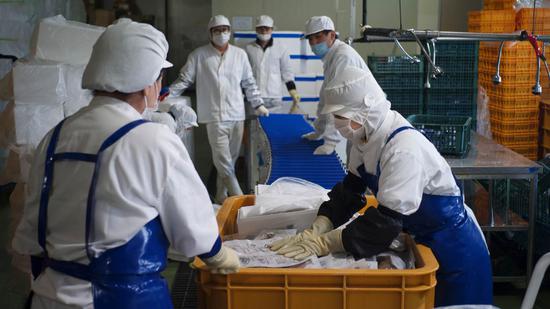 Workers at LK Seafood are packing ocean fish, in Gunsan, South Korea. (CGTN)