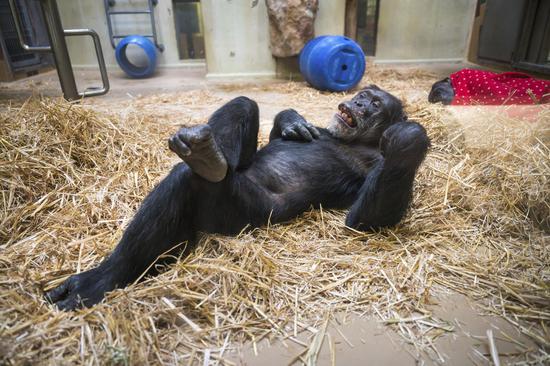 Germany chimpanzee enjoys 60 years old birthday with crossed legs