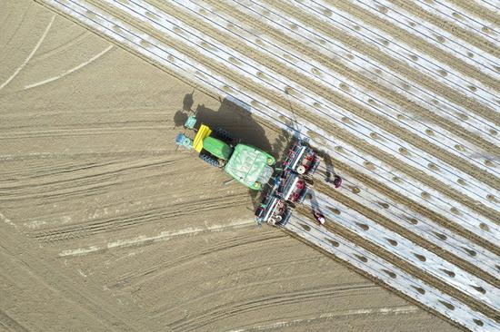 A farm machine works in a field in Yuli County, northwest China's Xinjiang Uygur Autonomous Region, March 28, 2021. (Photo by Wang Zhipeng/Xinhua)