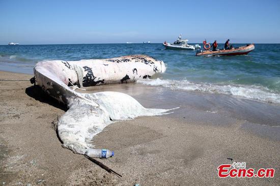 14-meter-long whale stranded on Turkish coast