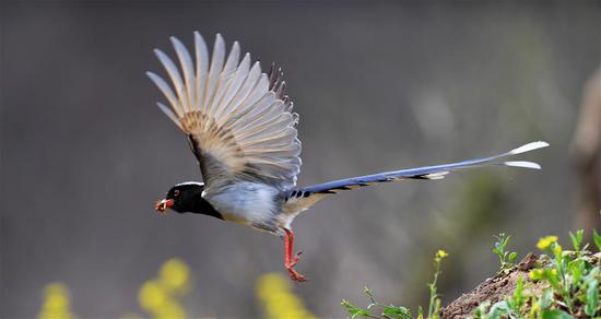 A red-billed blue magpie is seen at Zhaocun Township of Lushan County, central China's Henan Province, March 26, 2018. (Xinhua/Mei Yongcun)