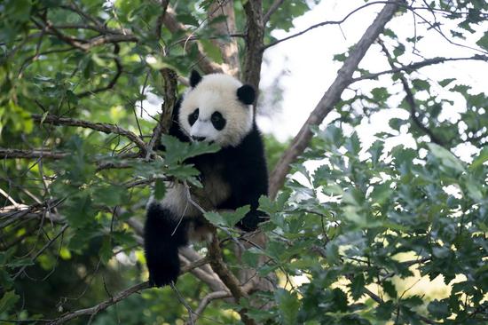 Photo taken on May 20, 2021 shows the giant panda cub 