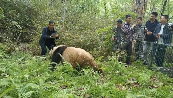Rescued giant panda released into wild in northwest China