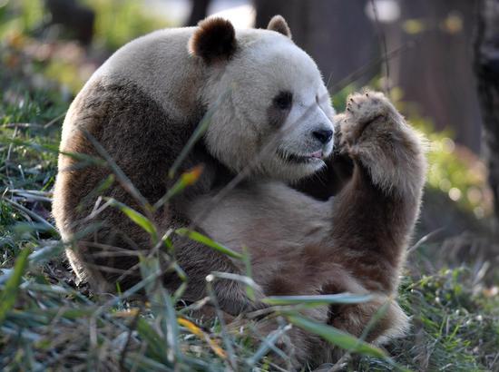 Qizai, a rare brown and white giant panda, is seen at the Qinling research center of giant panda breeding in northwest China's Shaanxi Province, Dec. 4, 2019. The Qinling Mountains, a natural boundary between the country's north and south, are home to a huge variety of plants and wild animals such as giant pandas, golden monkeys, crested ibis and takins. (Xinhua/Zhang Bowen)