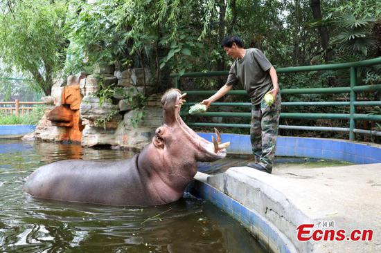 Zhengzhou Zoo provides zongzi for animals to welcome Dragon Boat Festival