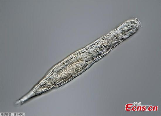 Russian scientists 'revive' 24,000-year-old frozen Arctic rotifer