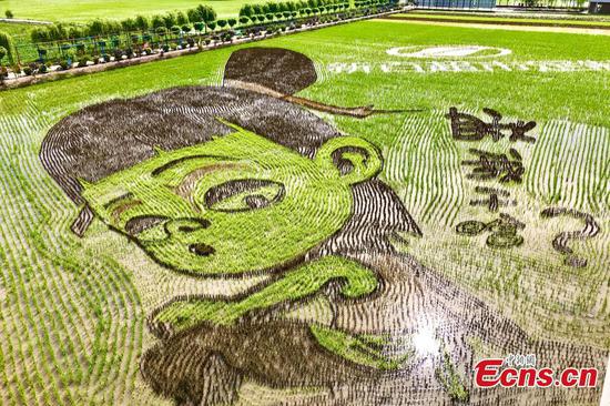 Paddy field paintings show beauty of Ningxia
