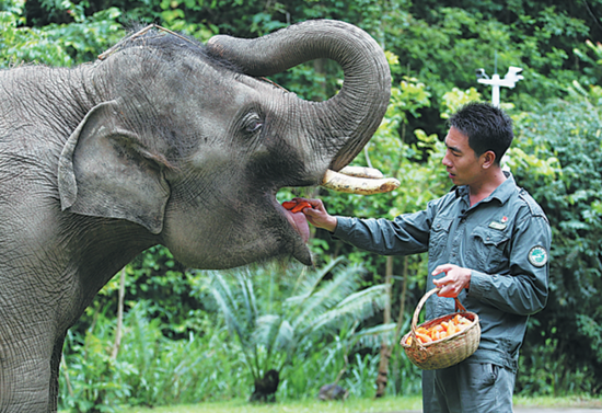 Xiong Chaoyong checks the teeth of a young elephant at the Asian Elephant Breeding and Rescue Center in Xishuangbanna, Yunnan province, on Saturday. (WANG JING/CHINA DAILY)