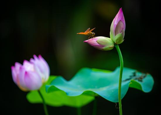 Twin lotus flowers show up in Nanjing's Xuanwu Lake