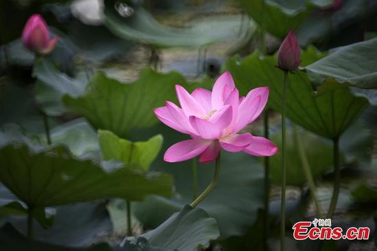 Lotus flowers bloom at Mochouhu Park in Nanjing in early summer
