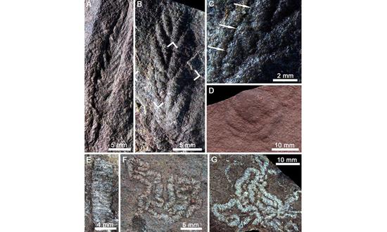 Ediacaran fossils of Charnia (A-C) and Shaanxilithes (Photo/Courtesy of the Nanjing Institute of Geology and Paleontology)