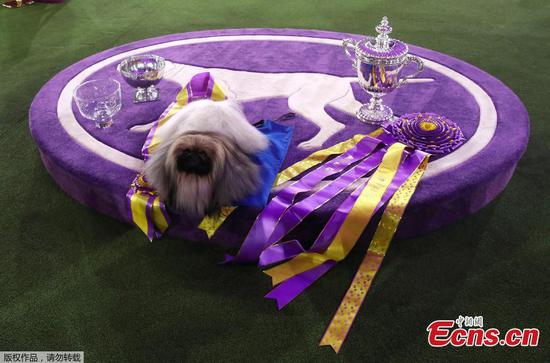 Pekingese dog wins title in 145th Westminster Kennel Club