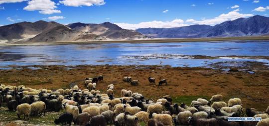 Cellphone photo taken on May 13, 2021 shows grassland by the lake in Dinggye county, Southwest China's Tibet autonomous region. (Photo/Xinhua)