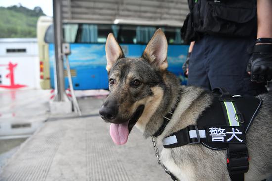 Yunnan drug detection dog on duty