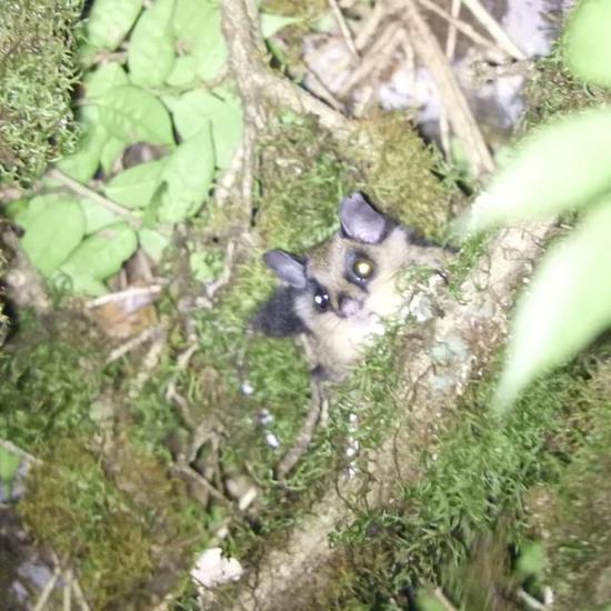 The photo taken on November 19, 2020 shows the new species of flying squirrel named Priapomys. (Peng Dazhou for Xinhua)