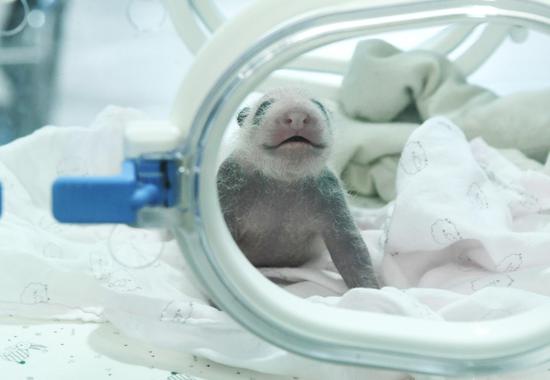 Captive giant panda Mang Zai in China gives birth to twins