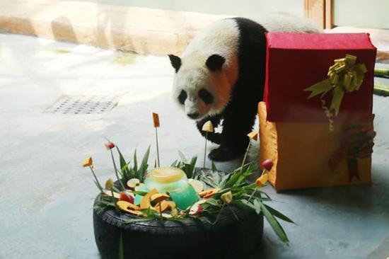 Giant pandas welcome 5th birthday