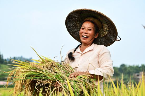 A farmer harvests rice at Shanghua Village, Gaoniang Township, Tianzhu County of southwest China's Guizhou Province, Sept. 2, 2020. (Xinhua/Yang Wenbin)