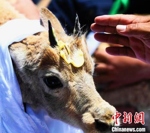 A Tibetan antelope waits to be released into the wild at a wildlife rescue center of the Sonam Dargye Protection Station in Hoh Xil, northwest China's Qinghai Province. (Photo provided to China News Service)