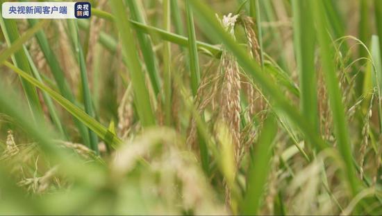 China's first batch of space rice grows at the space breeding research center of the South China Agricultural University in Guangdong Province. (Photo/CCTV)