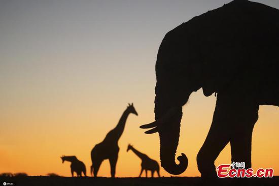 Fascinating animal silhouettes under sunset in Botswana